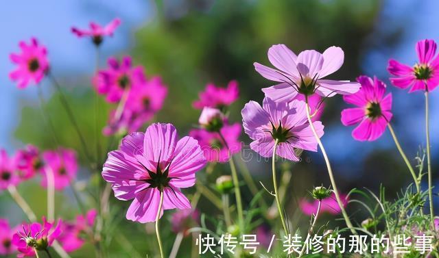 良心好花|5种被世俗耽误的良心好花，完美诠释了“我很普通，但很美”