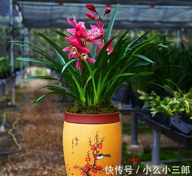 建兰四季兰|它被誉为“香花之王”,顶级红素,兰香四溢,花开后又仙又美