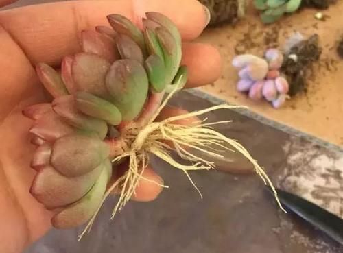 煤渣|多肉养根篇:往盆底放些“它们”,叶子肥成球,根须挤满盆