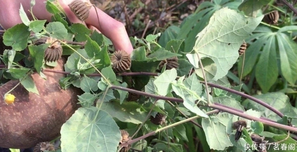 以前农村娃抢着吃的野果，剥开后果肉像白芝麻，越吃味道越香
