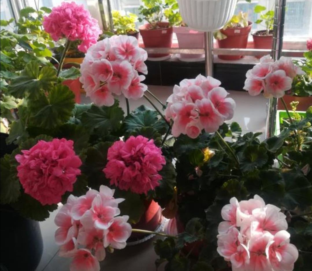 天竺葵|天竺葵是“夏必死”?教你这么做,夏天一样开,全年花不断