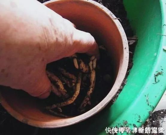 什么果皮渣、大豆渣，都不如这种“渣滓”，盆里埋一点养啥都旺