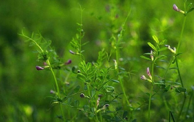 火锅|农村野外这种野草,营养十分丰富,价值很珍贵,以后见到要珍惜