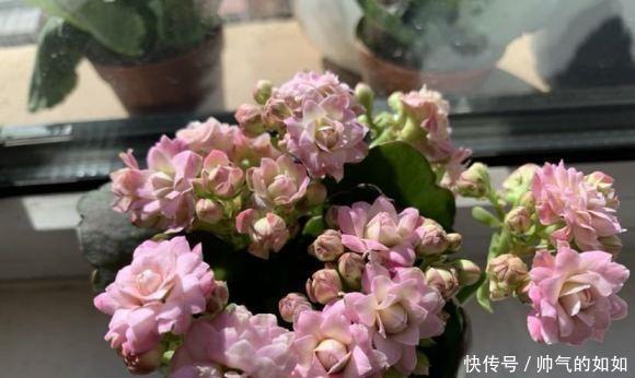 家里的长寿花，用什么肥料好3种肥按照顺序用，更容易开爆盆