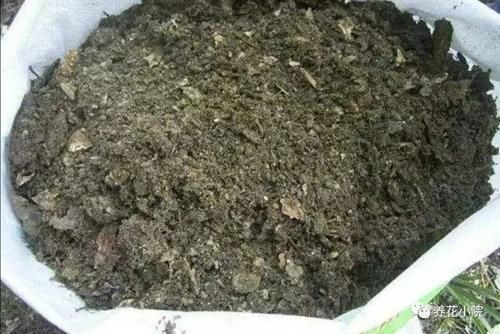 土壤|花盆里容易招小虫子,用2种简单的方法,对土壤进行消毒