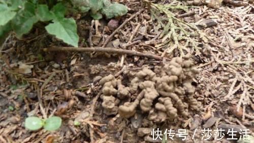 最厉害的养花营养液给花喝一勺,啥花都喜欢,花开满枝条