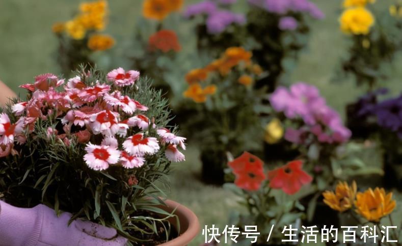 浇水量|秋季气温下降,提前安排这5方面,养花种草才不会出意外