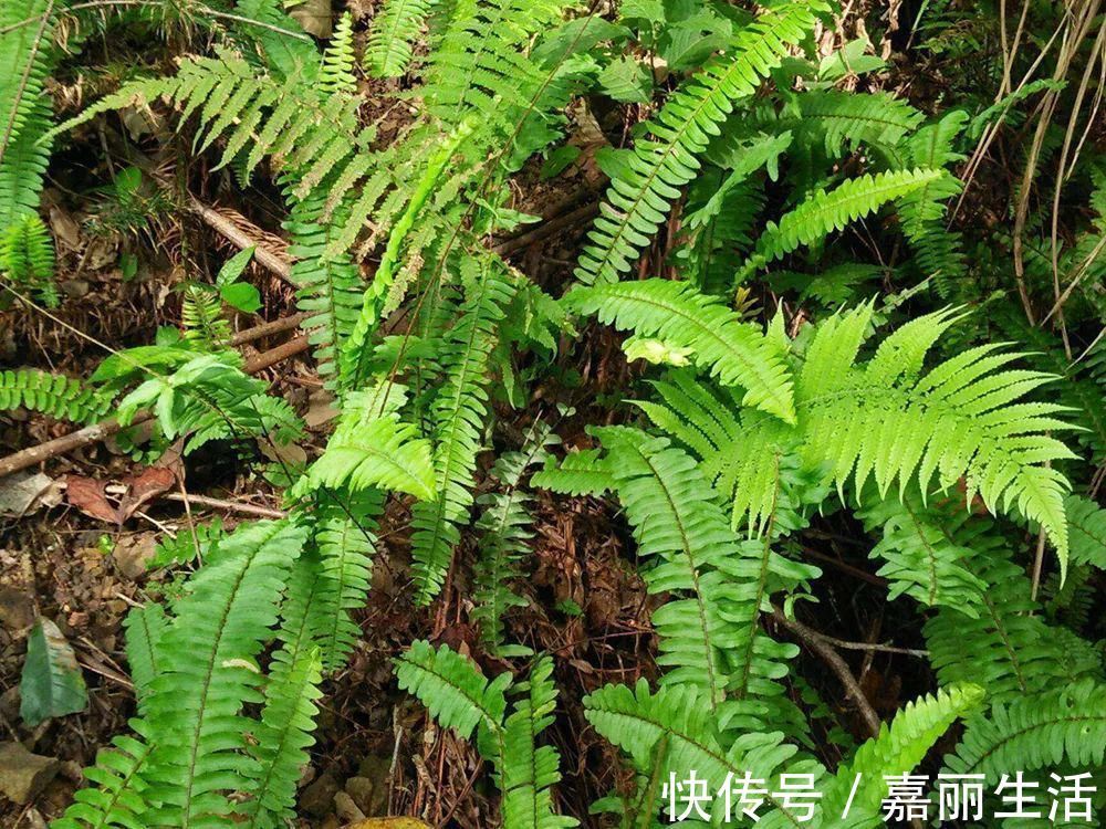 农村|曾是农村娃的零食,儿时一挖几十斤,如今却成稀罕货,一斤30元