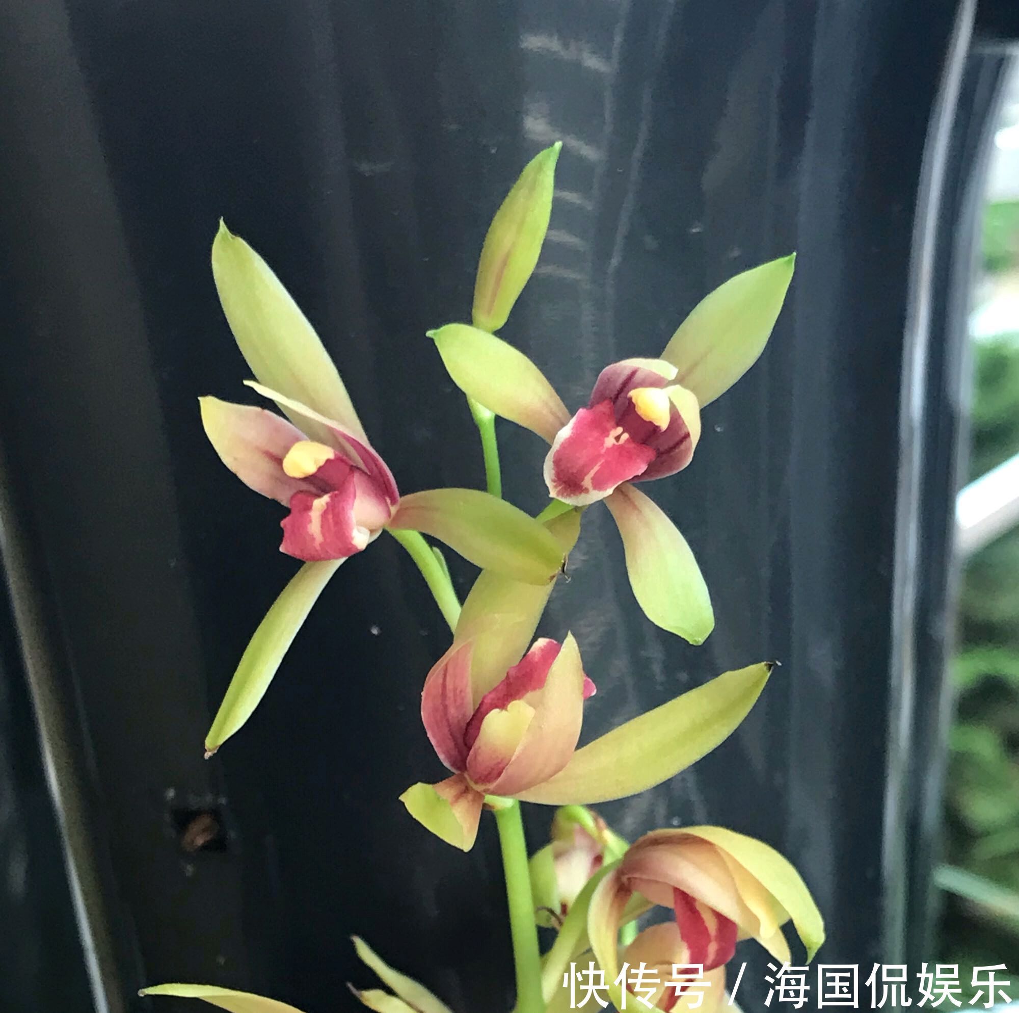 秋老虎|秋老虎天气你会给兰花浇水吗一不小心兰花就空根,半截水是祸端