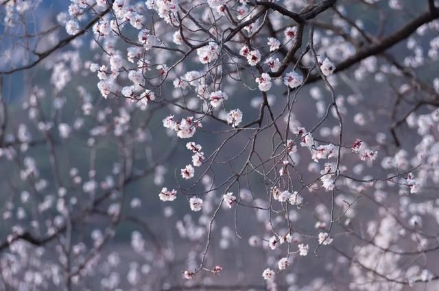 杏花|背靠五莲山！久负赏花盛名，今日一见确实惊叹