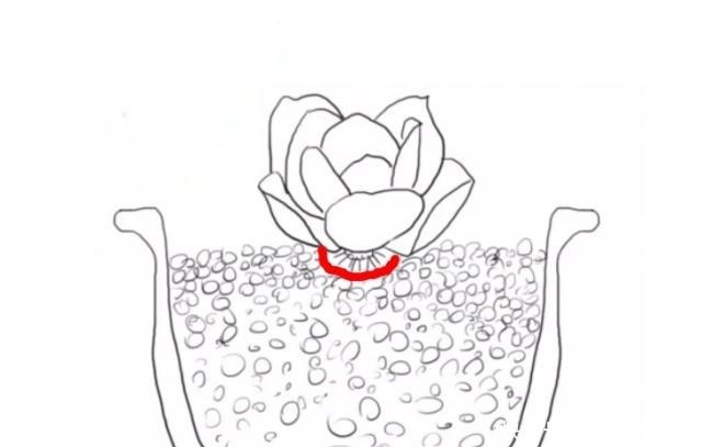 这4种情况要给多肉“砍头”，注意5点，1棵变2棵还带爆头效果！