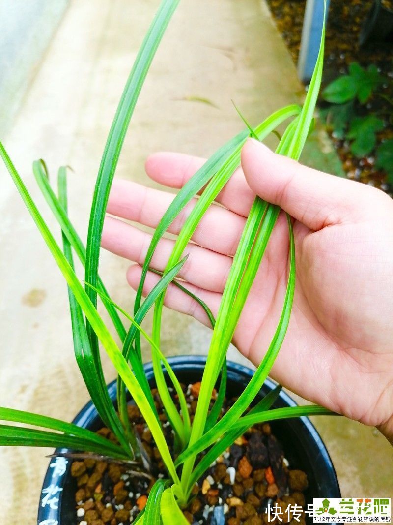 人们养兰花目的不同，都因爱兰坚持种兰，粉丝留言才是亮点