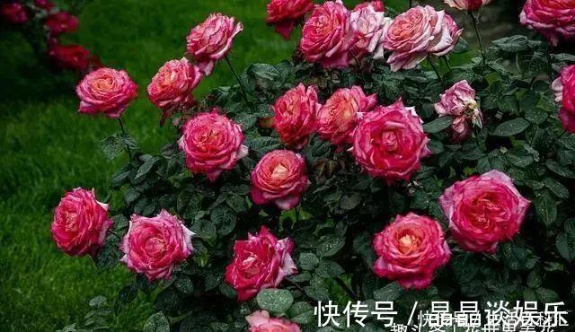 院子|它们是“庭院3宝”,有院子一定要种全,开花时让人羡慕