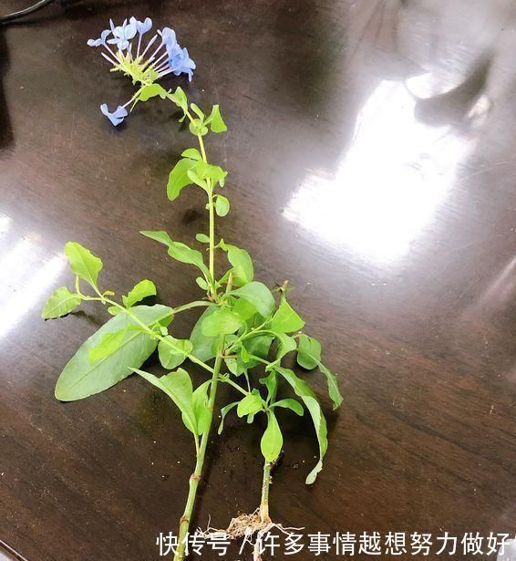 三角梅|5种花开完后,剪下的枝条不要扔,活性高适合扦插,一插一大盆