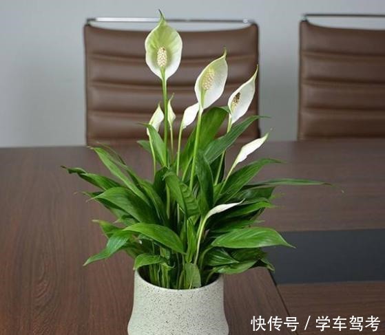 家中养什么花别错过“这5种”,四季赏花,四季常青,净化空气!