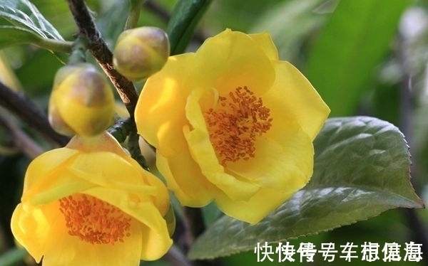 此花|此花是“植物界的大熊猫”,开花时耀眼夺目,象征着谦虚的自然美