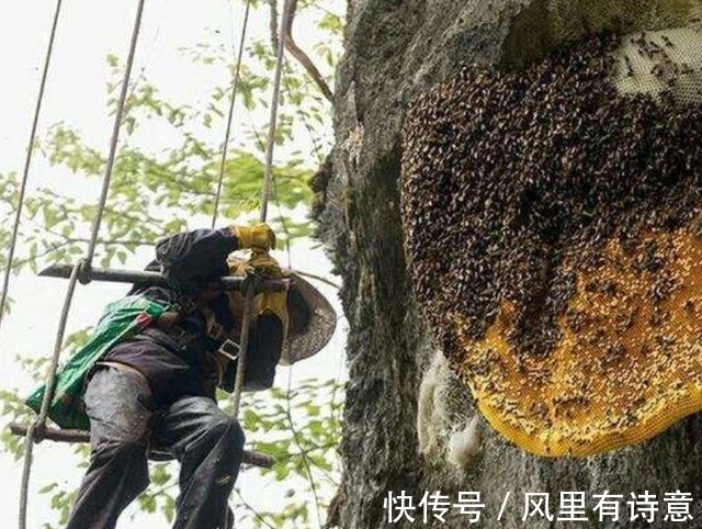 采蜜人|喜马拉雅悬崖上的采蜜人:百米高空拿命采蜜,每公斤蜂蜜卖2万元