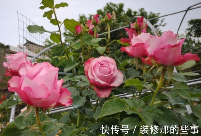 黄叶|月季大量黄叶，甚至变成了光杆，怎么办