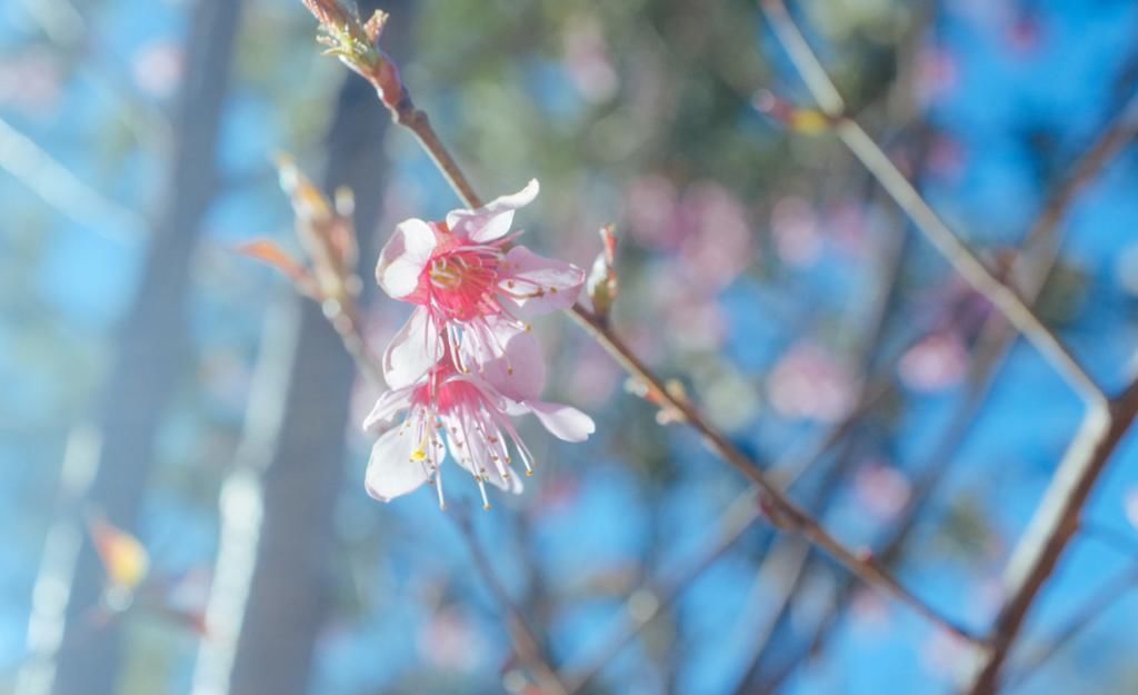 大姚|早樱花开，大姚美如画！