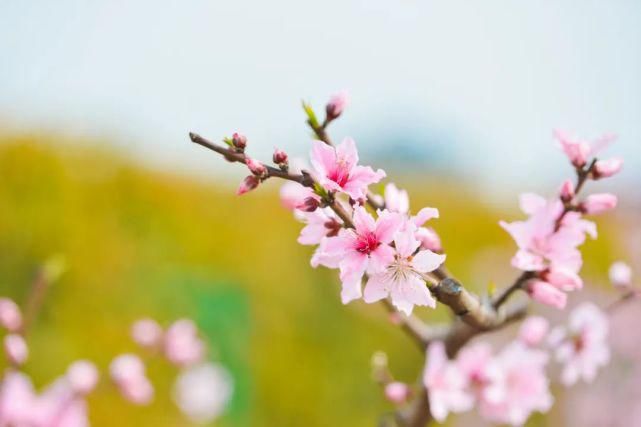 花香一路，从容一生