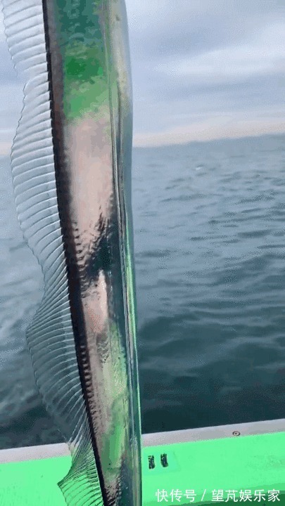 黄眼睛|黄眼睛和黑眼睛的带鱼哪种好吃海边人教你,只选对的不选贵的