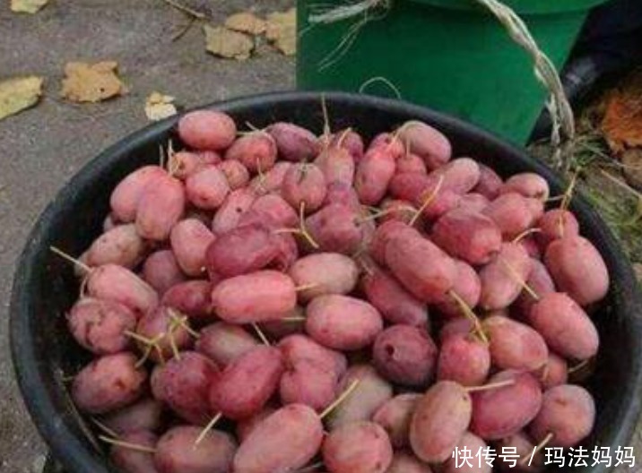 栽种|建议各位:院子里栽果树,别只盯着无花果树,一新品种果树,火了