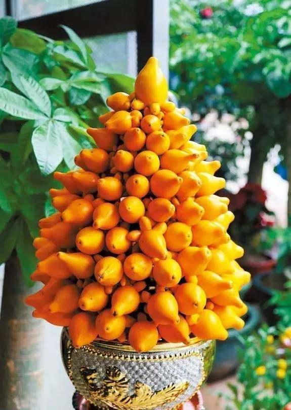 客厅|这些盆栽水果,巴掌大一棵能结上百个,客厅放一盆,馋的直流口水