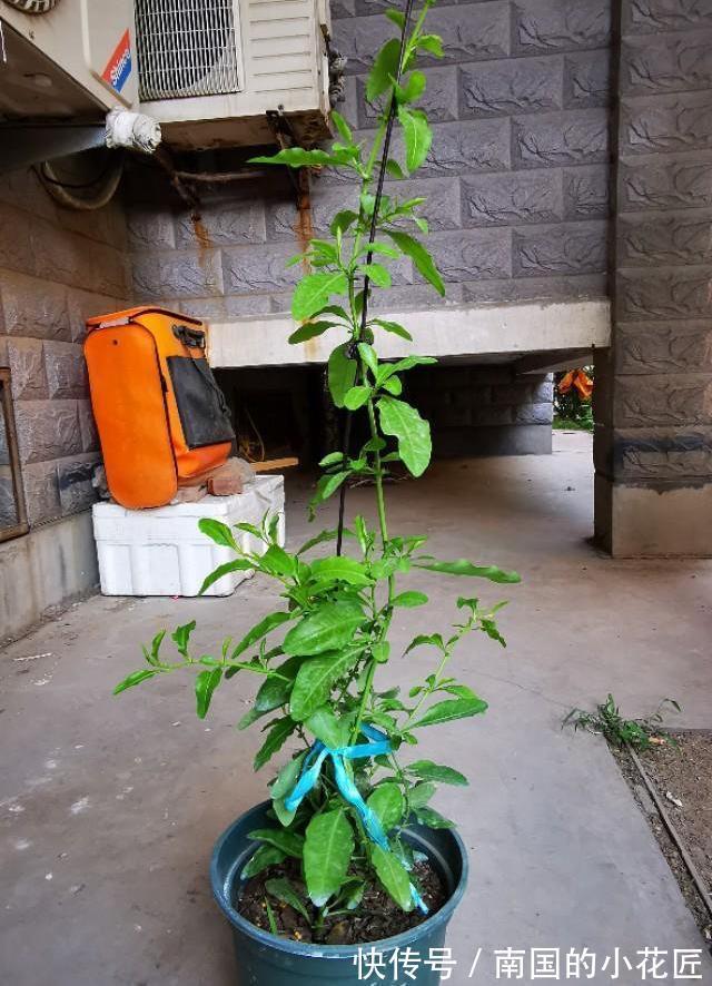 清新|夏天的蓝雪花,多做两步骤,不停开花,开花量大清新美丽