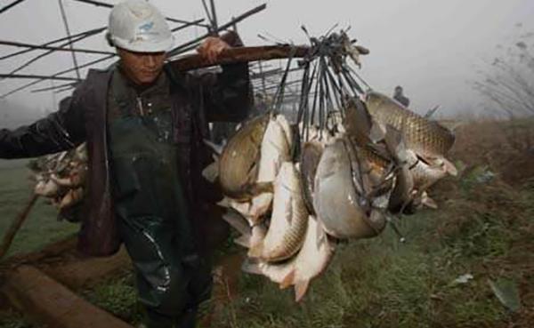 教你一种能让鱼离水活五天不死,并且不用水电、冰箱的法子