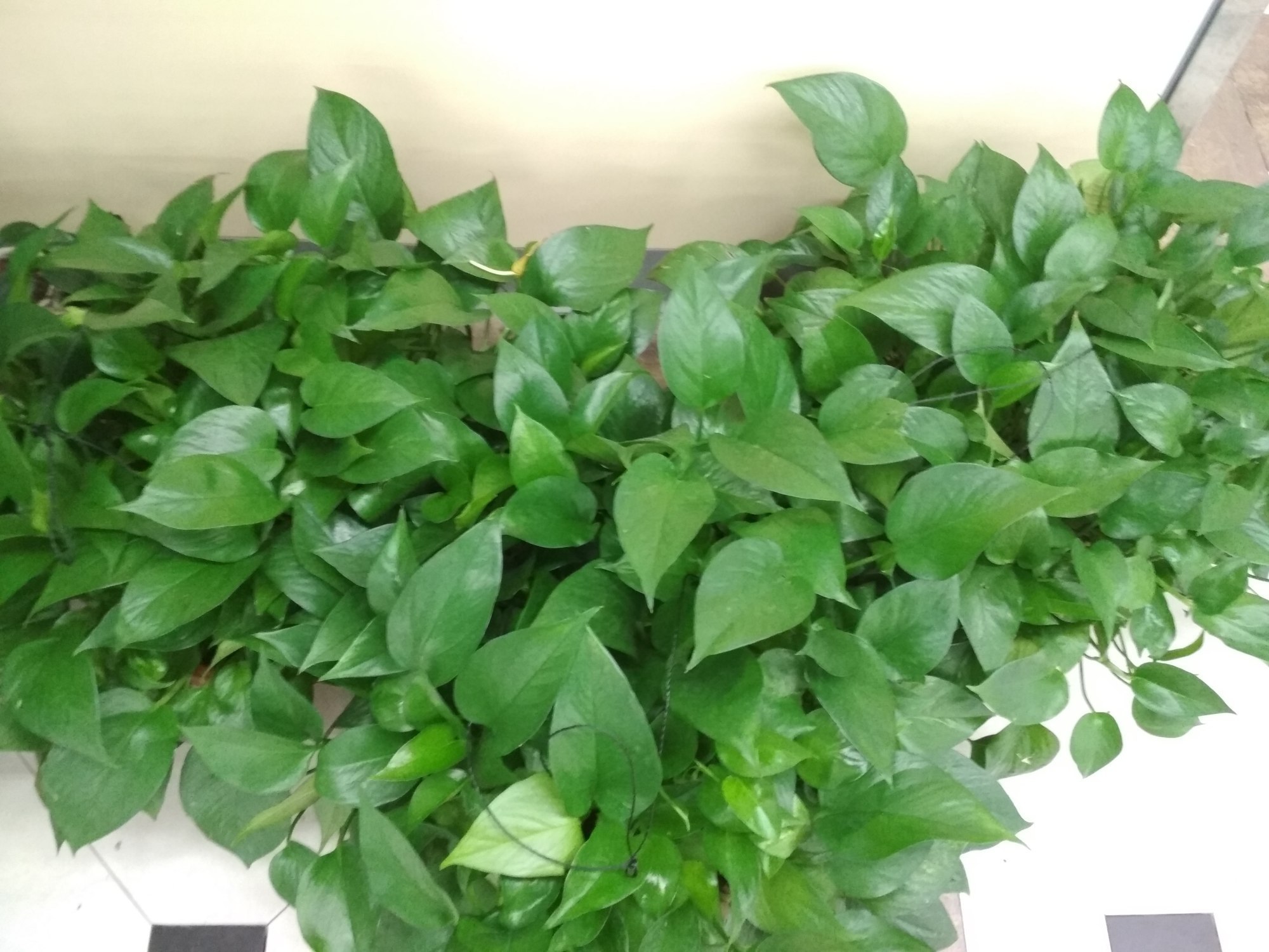 吊兰|新房净化空气5种花不容错过，好养活，吸收有害气体能力强