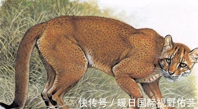 老虎#老一辈说“虎生三子,必有一彪”,似虎非虎的彪,有何特殊之处?