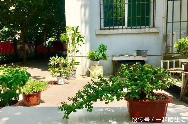 金枝玉叶开花了,特罕见,比雅乐之舞还美!金枝玉叶开花了,特罕见,比雅乐之舞还美!