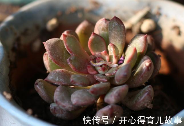 新手|新手的多肉养护知识,入坑肉肉的必看,让你的肉肉花开一串又一串
