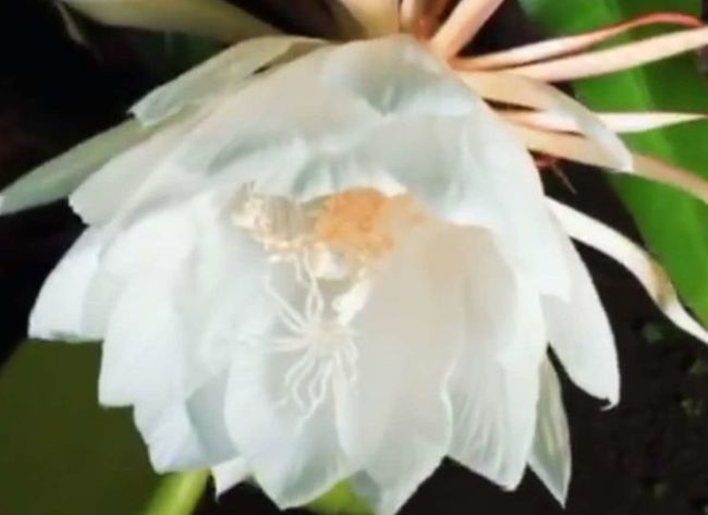 昙花洁白如玉，素雅幽香，怎样种植才能开花？