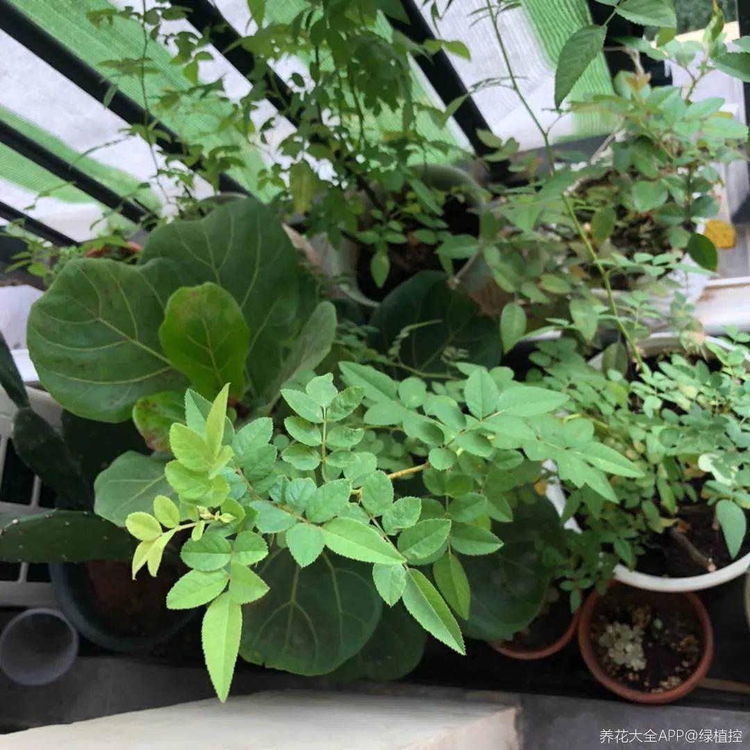 4种养花夺命水,秋天不要浇,一浇花就死!