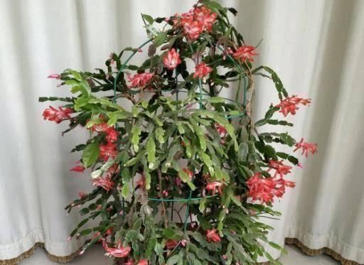 “2种花”往家里养，阳台摆2盆，一年有200多天在开花，太美了