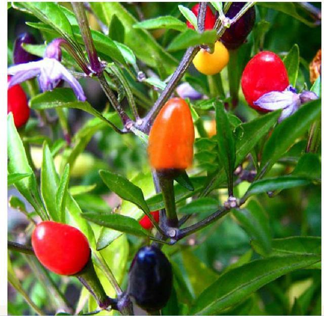 阳台种辣椒,1个油桶用处大!装满肥土,家里辣椒吃到秋天!