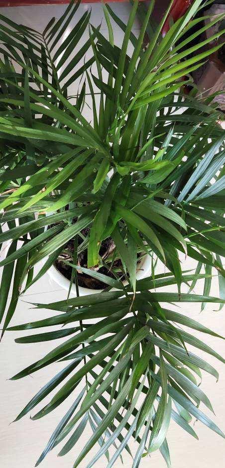 仙客来|家庭常见花卉养护要点,看完你就都会了(下)