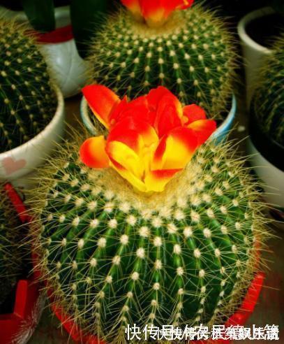 盆景|过年这些植物不要摆放在客厅,要记住了哦