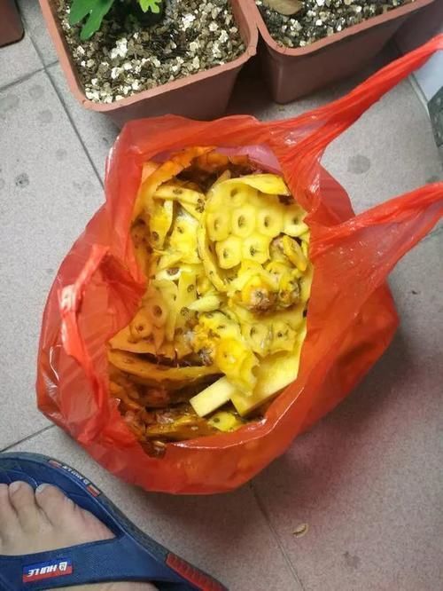 花生全身都是宝,丢在盆里,解决了太多养花难题!