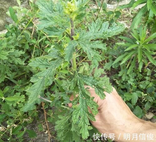 喂猪|过去用于喂猪,维C是白菜7.5倍,如今成高档野菜,四季可采