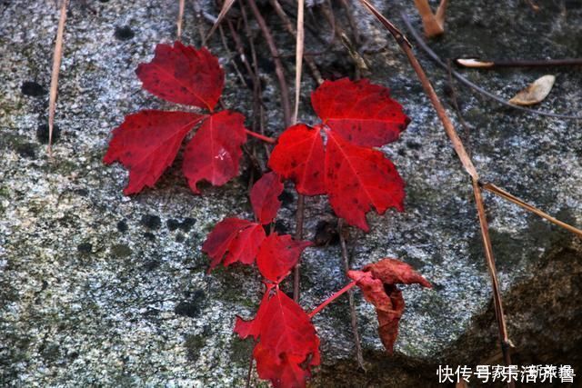 老年|秋意渐浓秋色起，斑斓色彩染磴山!美图来袭~