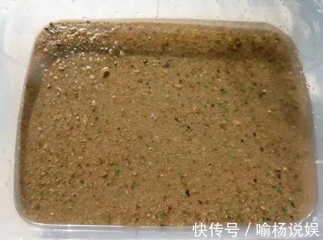 扦插加个小药片,成活率翻番,新手也能做得好!