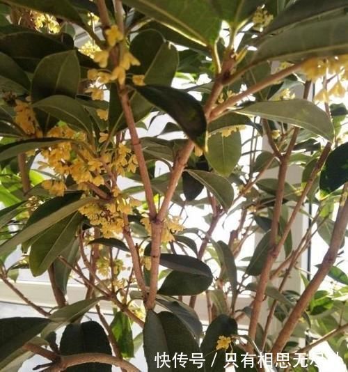 花瓣|客厅养花,这6种“香香花”,花香浓郁,养在客厅衣服都带香味