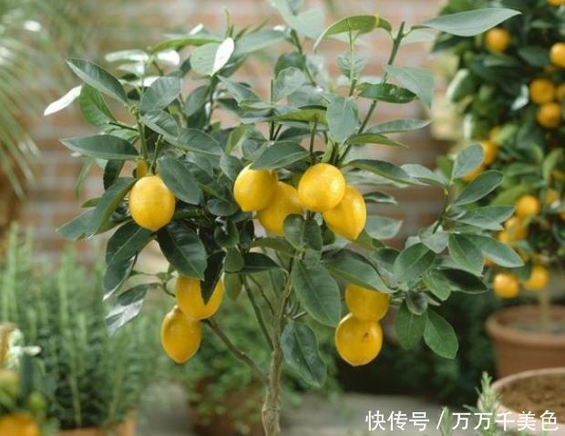 胡椒木|4种整株都有香味的树,家里养一棵,不生虫,还能四季飘香