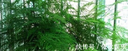 1种不起眼的小东西，用来养文竹，四季不黄叶，蹭蹭冒新芽