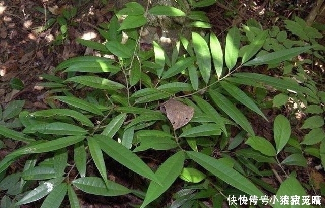 皮肤瘙痒|这四种花再便宜也不能养，个个有毒，开花再漂亮，也不敢在家养