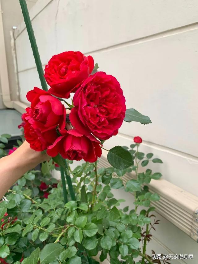 圆滚滚的绣球，瀑布般的花墙，这届花友也太会种花了吧