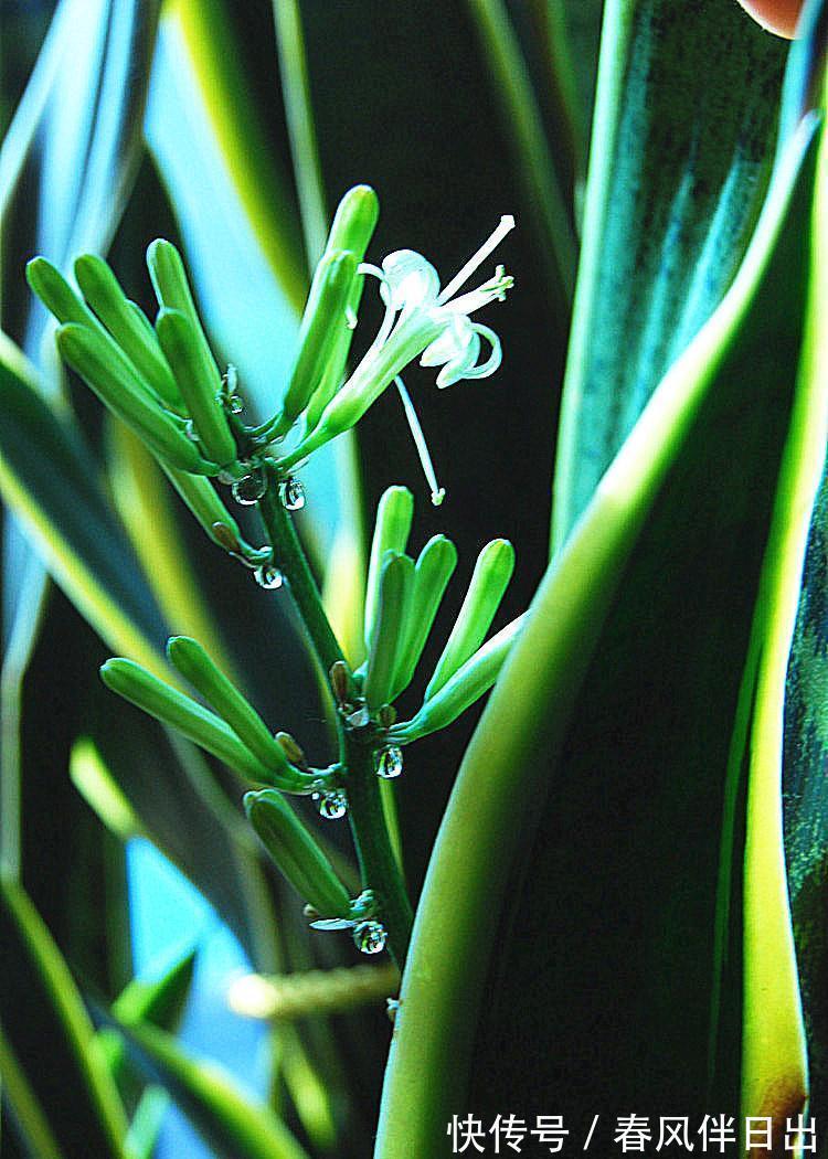 叶片|这个4原因让虎皮兰叶子变软,一波反向操作,恢复虎虎生威