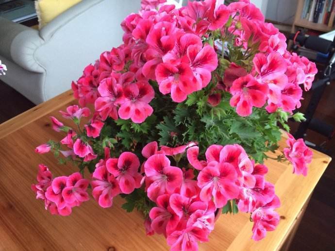 阳台养这“3种花”,花开上百朵,1月开成“小花海”,邻居都羡